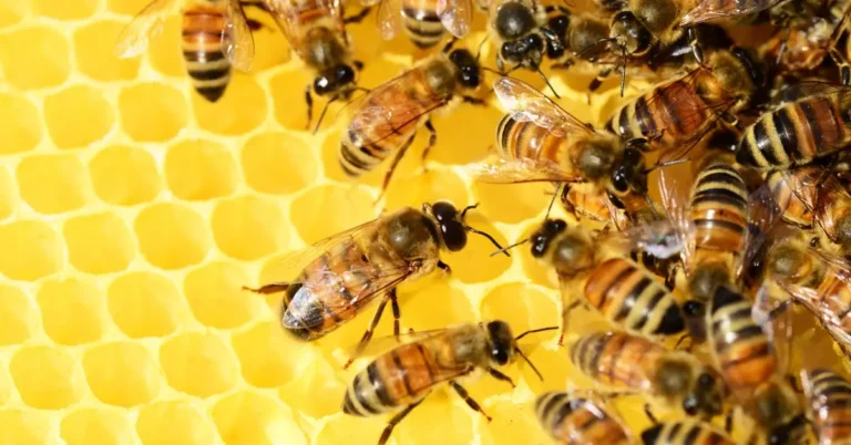 Raw Honey Nutrition Facts: Your Quick Guide In 2024 1 RawHoney