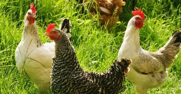Egg Nutrition Facts: Get Healthy In 2024 3 Hens on field formatiert webp