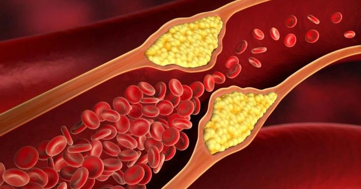 Egg Nutrition Facts: Get Healthy In 2024 4 LDL HDL Cholesterol