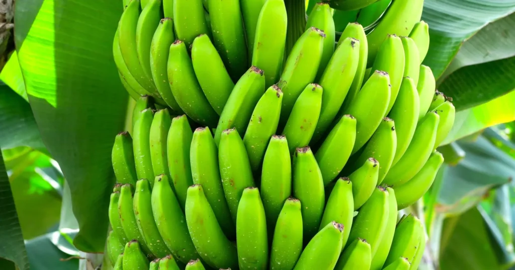 Banana Nutrition Facts: More Energy 2024 3 Banana Plant